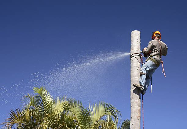 Lawn Renovation and Restoration in Garden Grove, FL