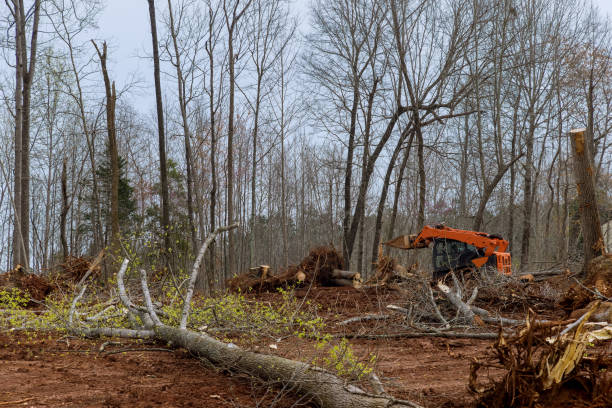 Garden Grove, FL Tree Care Company