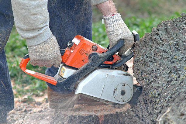 Lawn Maintenance Plans in Garden Grove, FL